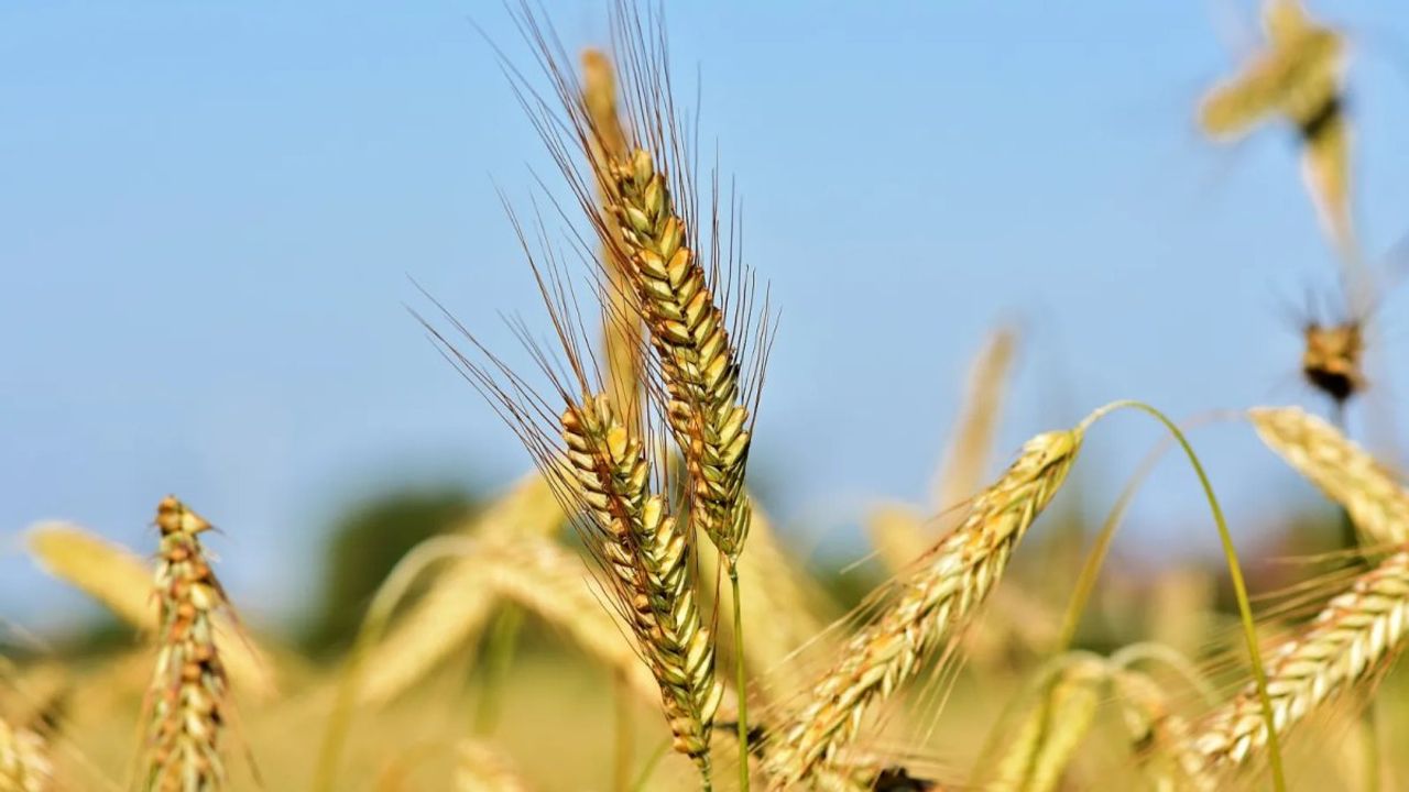 TOBB Tarafından Açıklanan Güncel Buğday ve Arpa Fiyatları