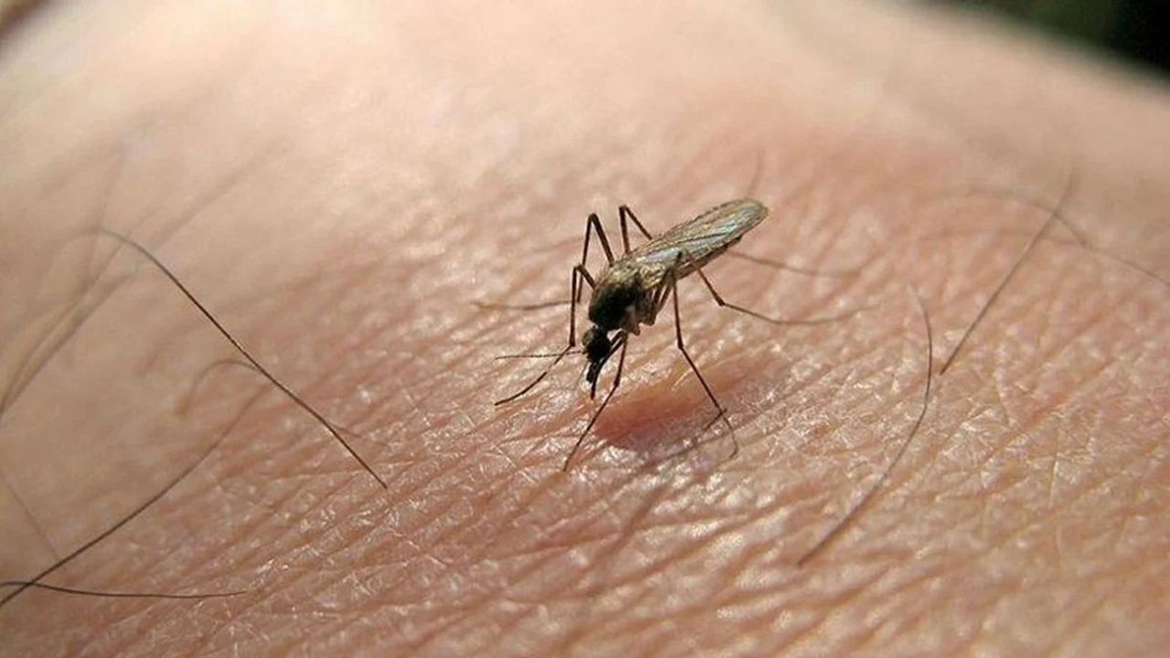 Sakın Çöpe Atmayın: Bir Numaralı Sivrisinek Kovucu!
