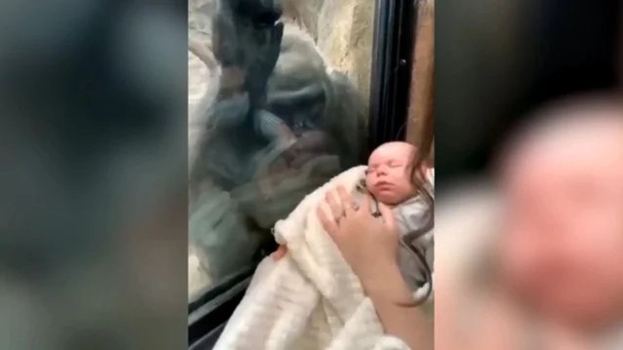 Bir Annenin Bebeğini Gören Goril, Kendi Yavrusunu Getirdi