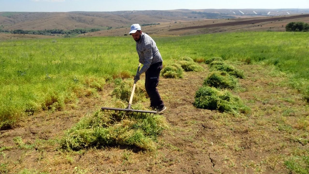 Yozgat'ta Yeşil Mercimek Hasadı Başladı