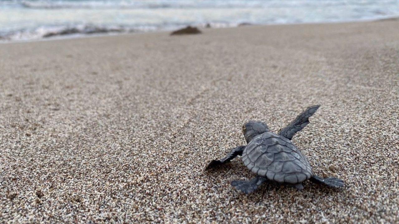 Nesli Tehlike Altındaki Deniz Kaplumbağalarının Korunması