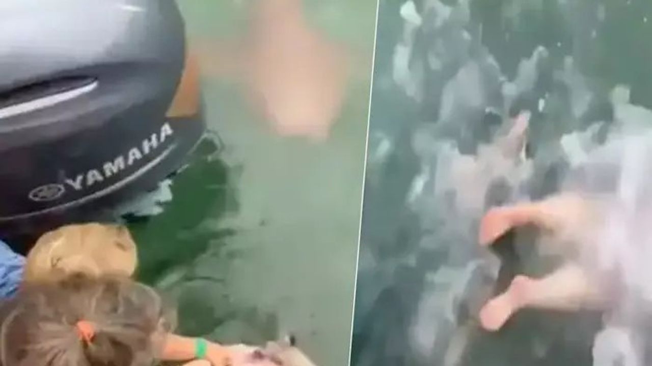 Sosyal Medyada Viral Olan Köpek Balığı Görüntüleri