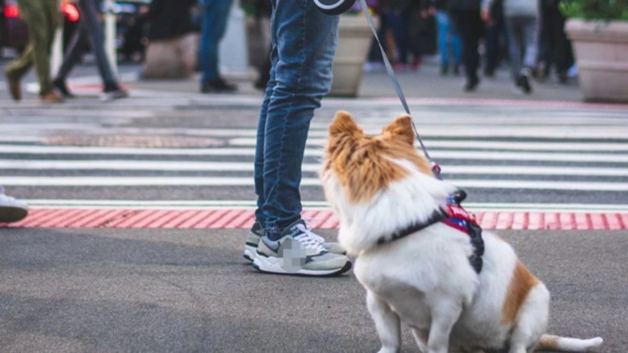 Arjantin'da Poodle Cinsi Köpeklerin Aslında Fare Olduğu Ortaya Çıktı