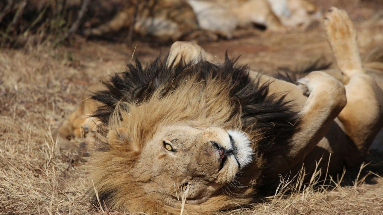 Güney Afrika'nın Tutsak Aslan Endüstrisi