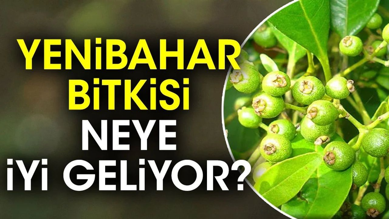 Yenibahar Bitkisi Kalp ve Damar Hastalıklarını Önlüyor