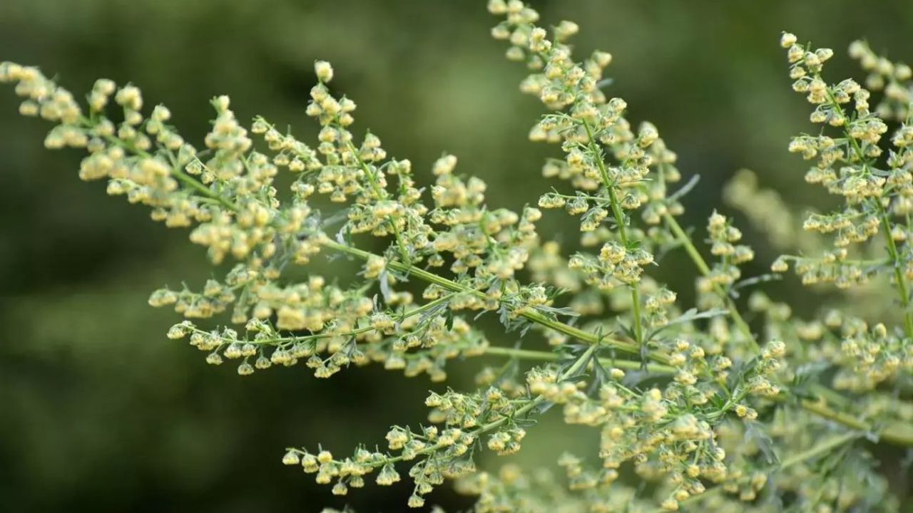 Artemisia Annua Bitkisi: Doğadan Gelen Kanser Tedavisi