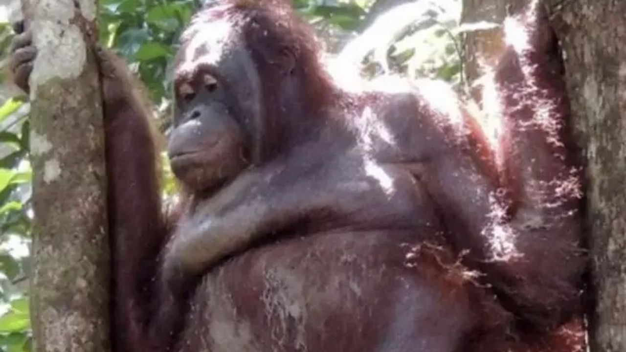 Endonezya'da Kurtarılan Orangutanın Taciz ve İşkence Hikayesi