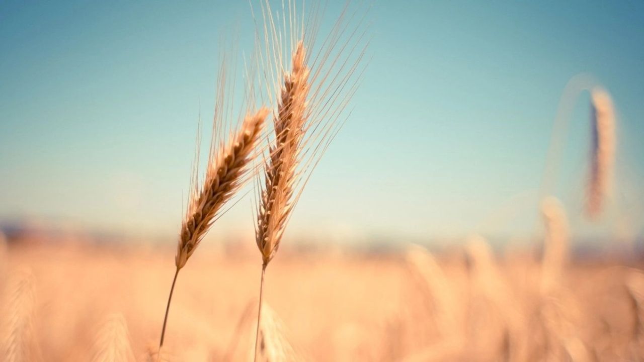 TOBB 14 Eylül Buğday ve Arpa Fiyatları Açıklandı