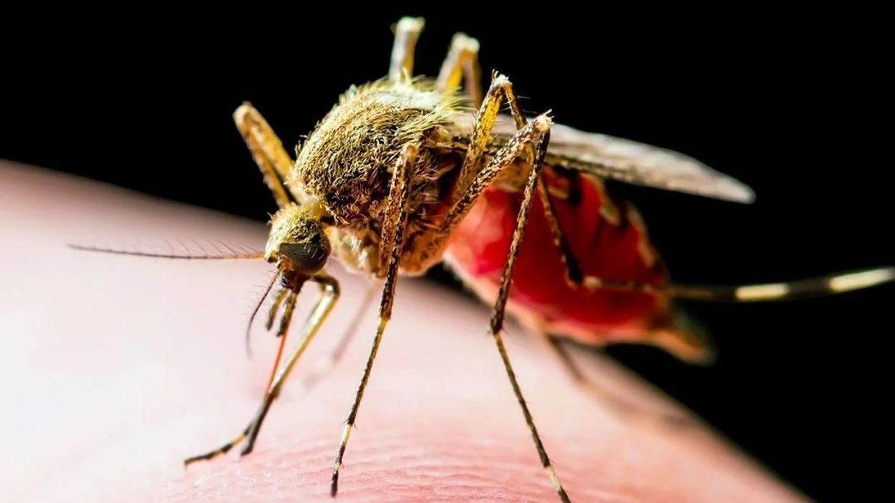 Küresel Isınma Sivrisinekleri Daha Tehlikeli Hale Getiriyor