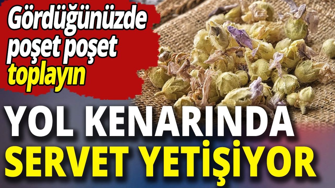 Yol Kenarında Yetişen Bitki: Hatmi Çiçeği