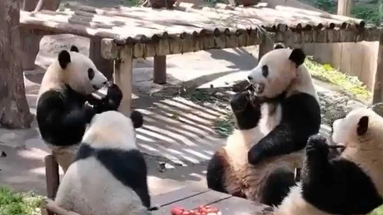 Sosyal Medyada Viral Olan Panda Videosu