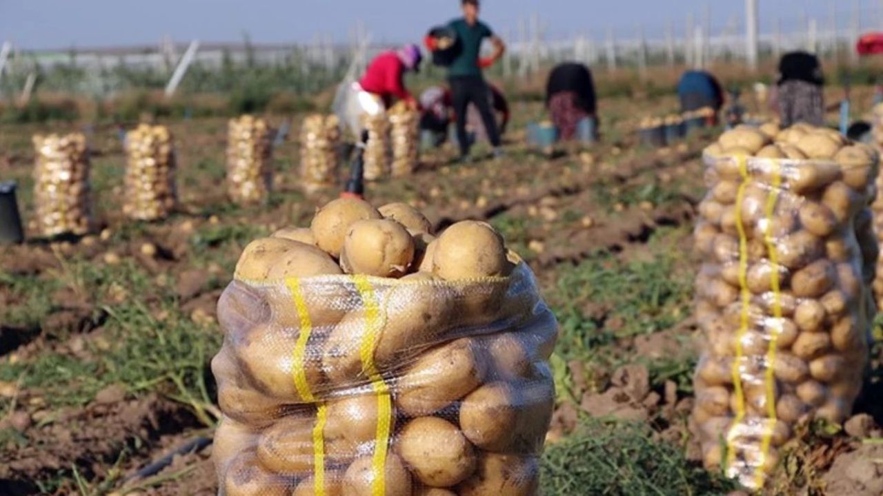 Bolu'da Patates Hasat Dönemi Sonlandı