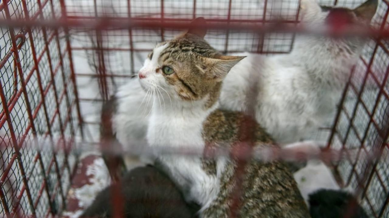 Çin Polisi Binlerce Kediyi Et Ticareti İçin Kesilmekten Kurtardı