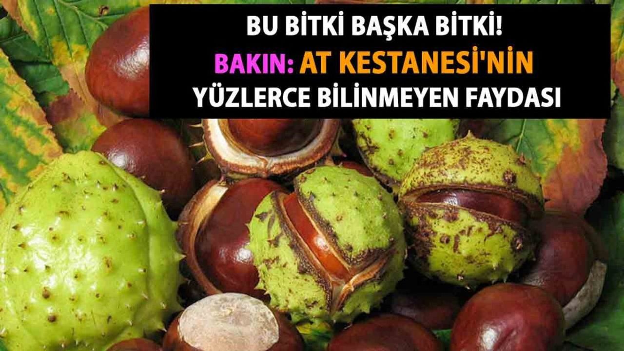 At Kestanesi'nin Yüzlerce Bilinmeyen Faydası