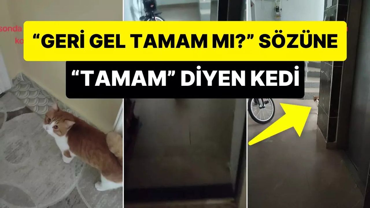 Kapıda miyavlayan kedi viral oldu