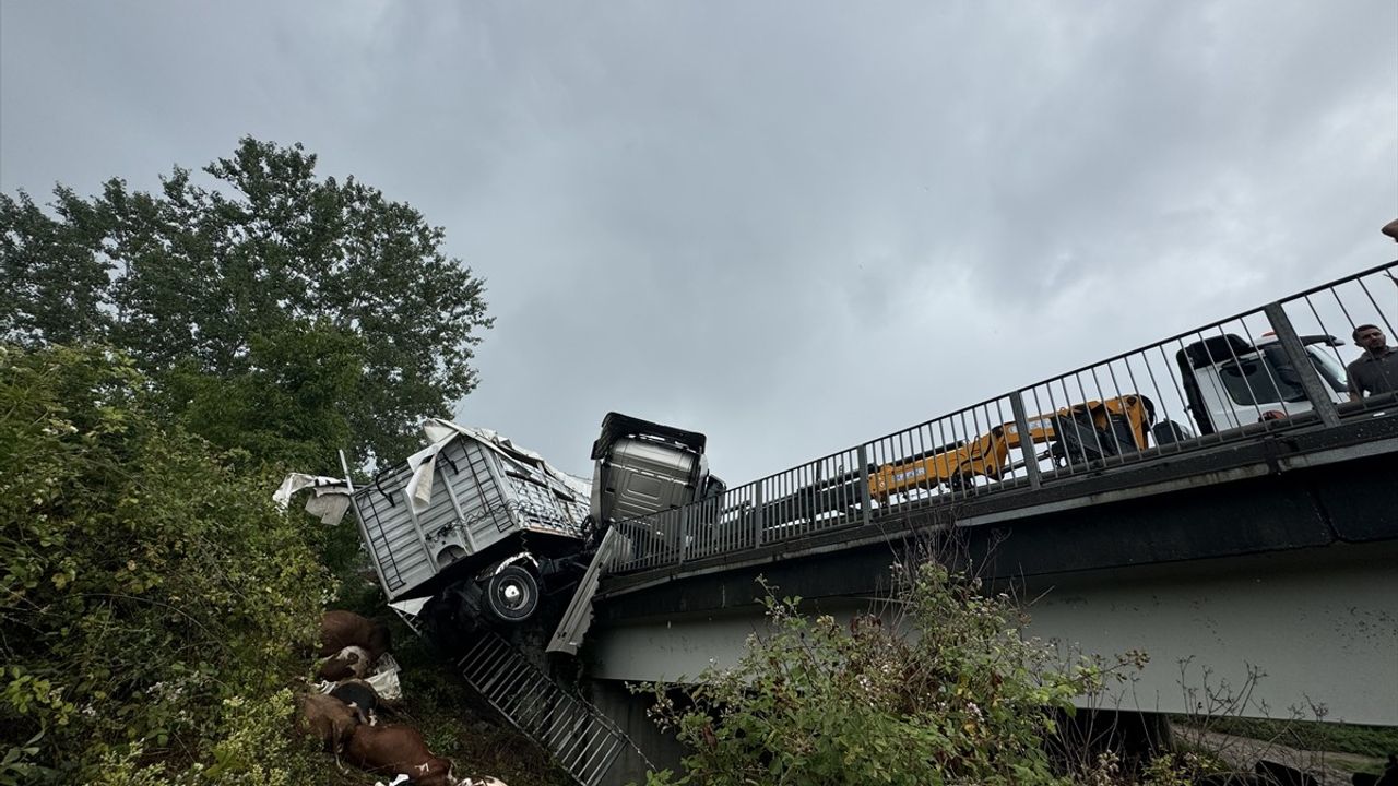 Anadolu Otoyolu'nda Büyükbaş Hayvan Yüklü TIR Kazası