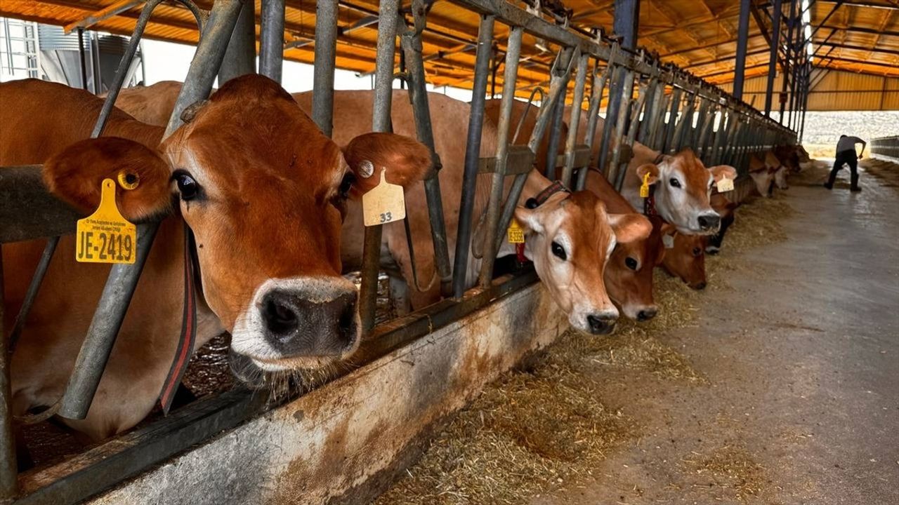 İzmir'den Konya'ya Yerli Boğalarla Sperma Üretimi Hamlesi