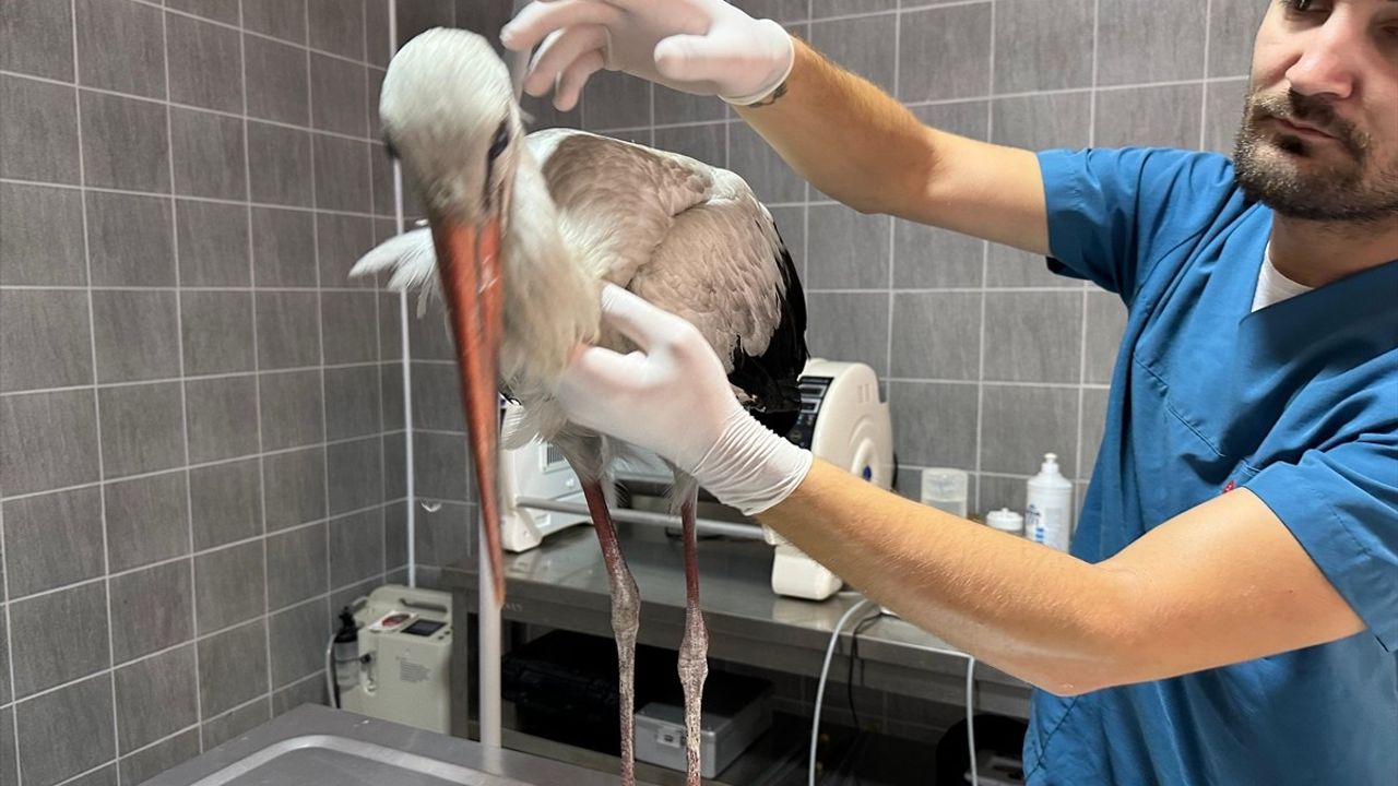 Bilecik'te Yaralı Leylek İçin Tedavi Süreci Başladı