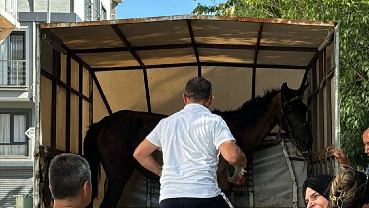 Bursa'da Yaralı At Koruma Altına Alındı