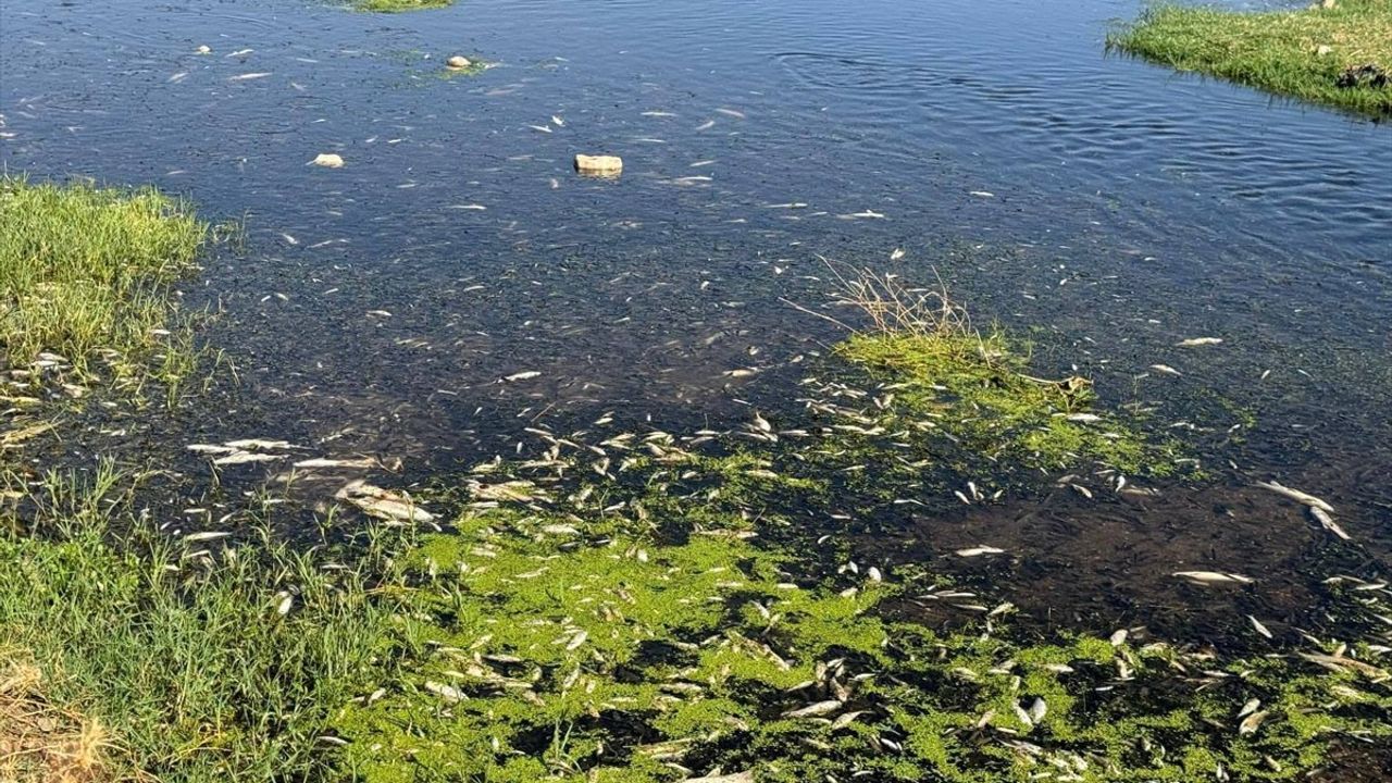 Gaziantep'te Atık Su Krizi: Balık Ölümlerine Neden Olan İşletmeye Cezai İşlem