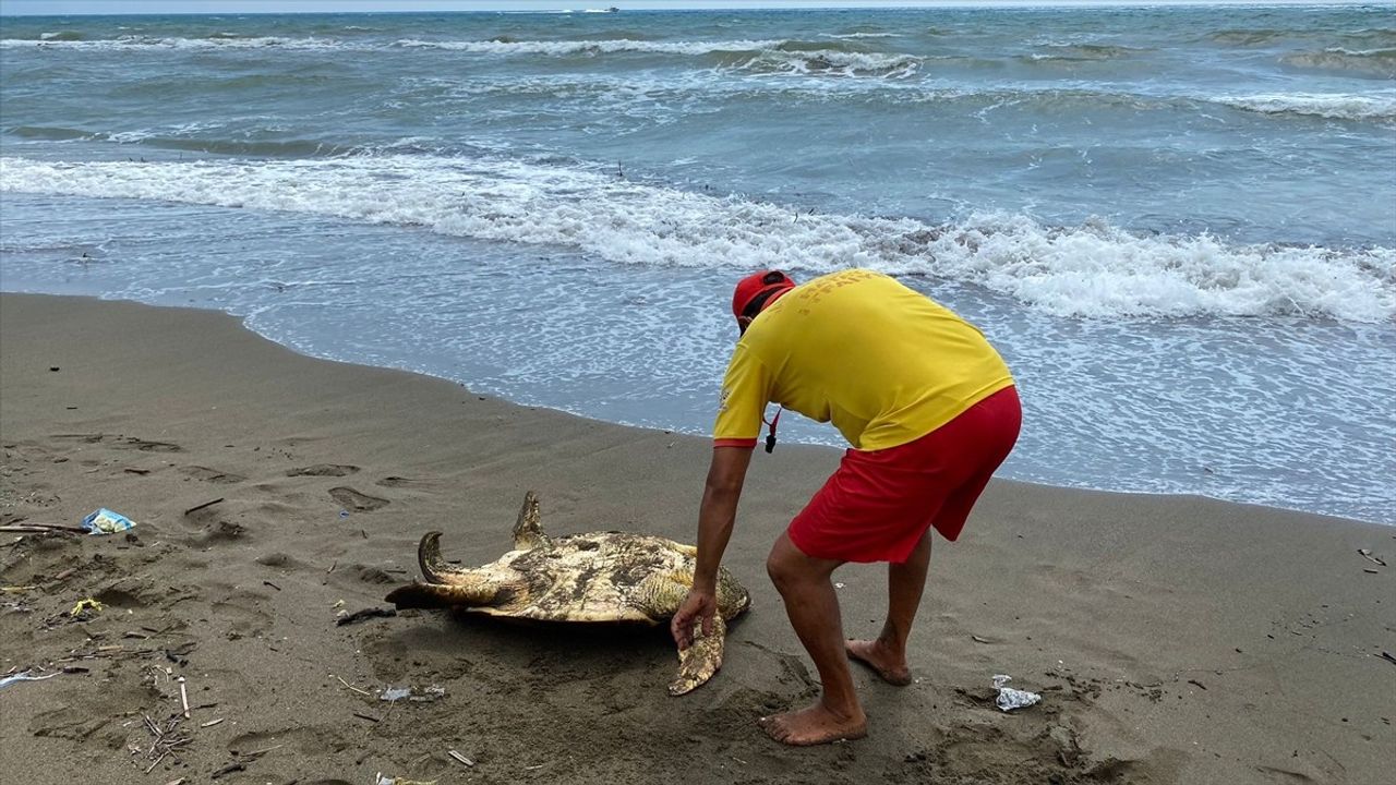 Hatay'da Yaralı Deniz Kaplumbağası Tedavi Altına Alındı