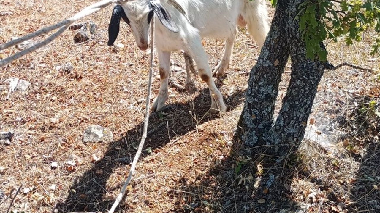 Kırklareli'nde Zor Durumda Kalan Keçi AFAD Tarafından Kurtarıldı