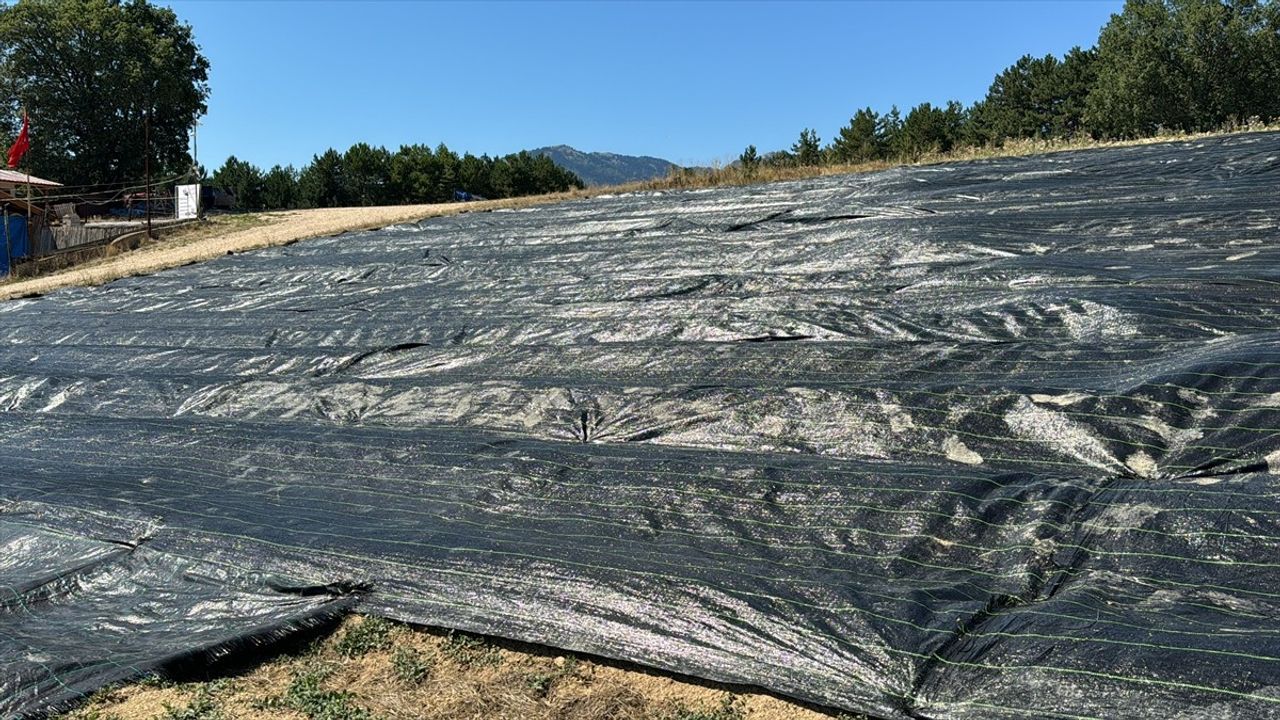 Safranbolu'da Erken Çiçek Açma Yöntemi Uygulanıyor
