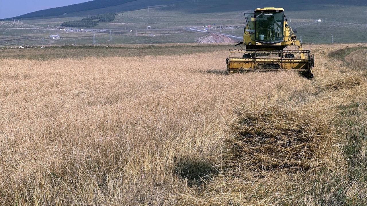 Ardahan'da Tescilli Kavılca Buğdayı Hasat Zamanı