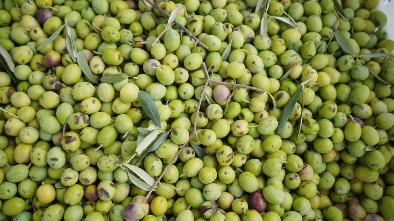 Ayvalık'ta Zeytin Hasadı Başladı: Bereketli Bir Sezon Bekleniyor