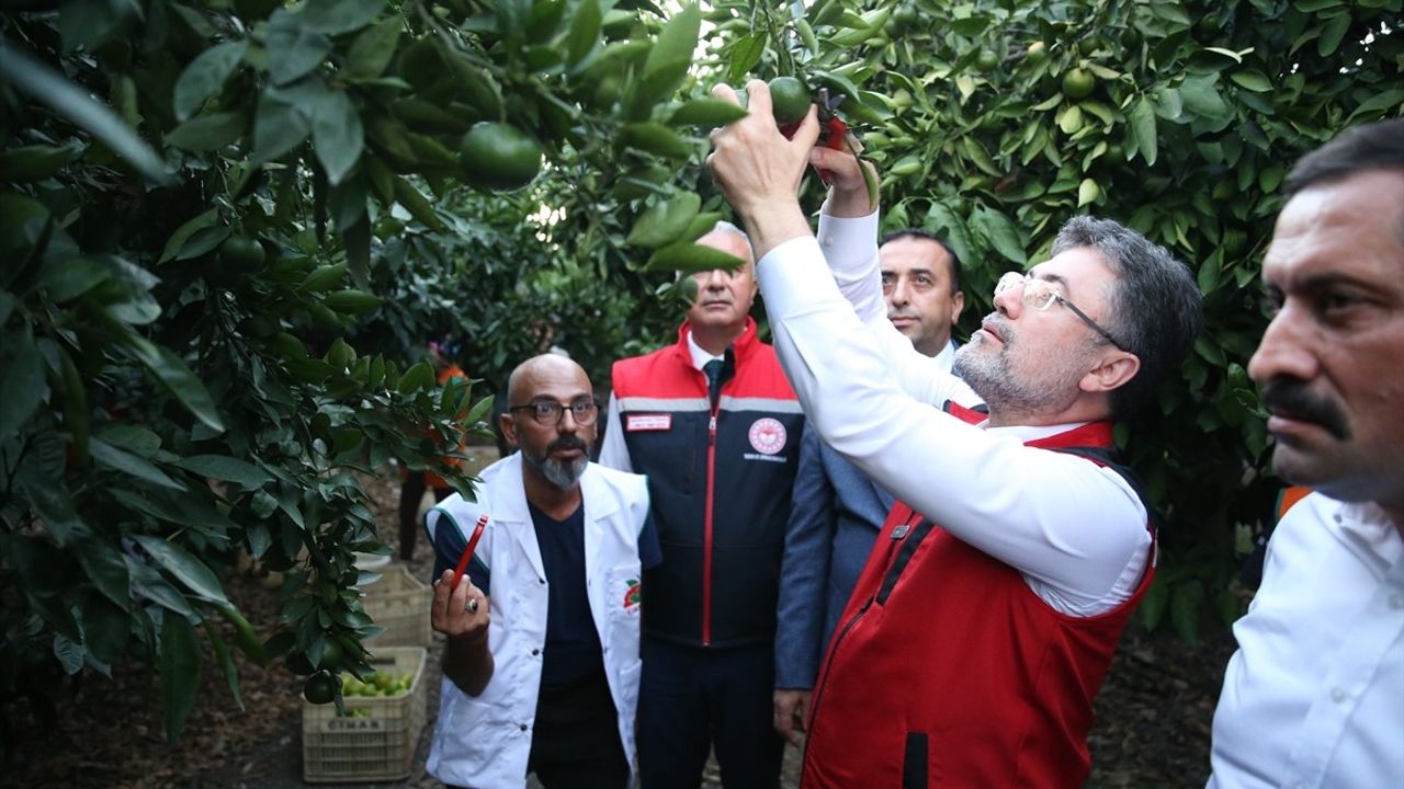 Bakan Yumaklı Hatay'da Narenciye Hasadına Katıldı