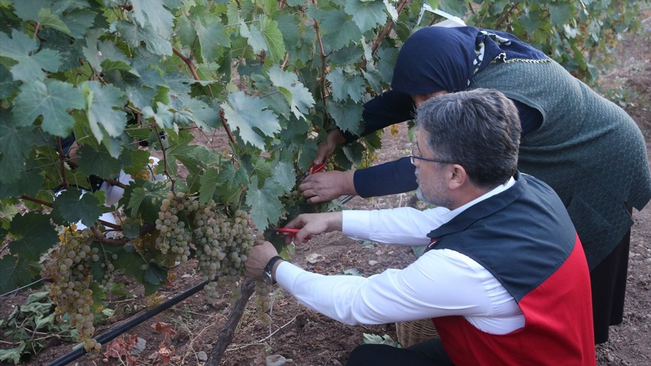 Bakan Yumaklı Tokat'ta Üzüm Hasadıyla Tarımda Biyolojik Mücadeleye Dikkat Çekti