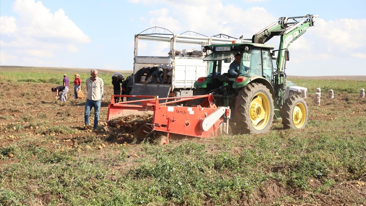 Çorum'da Çiftçilerden Ücretsiz Patates Dağıtımı