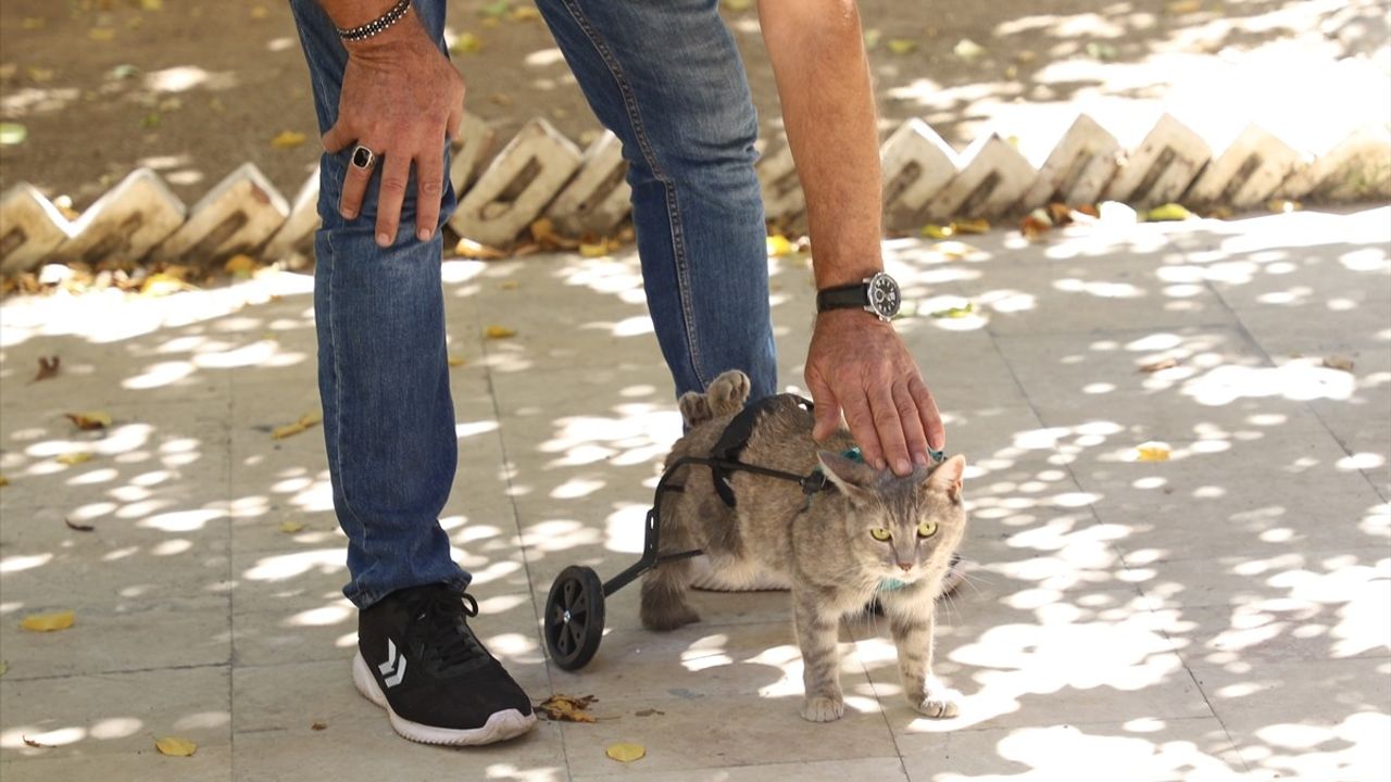 Denizli'de Hayvanseverden Felçli Kedisine Özel Yürüteç