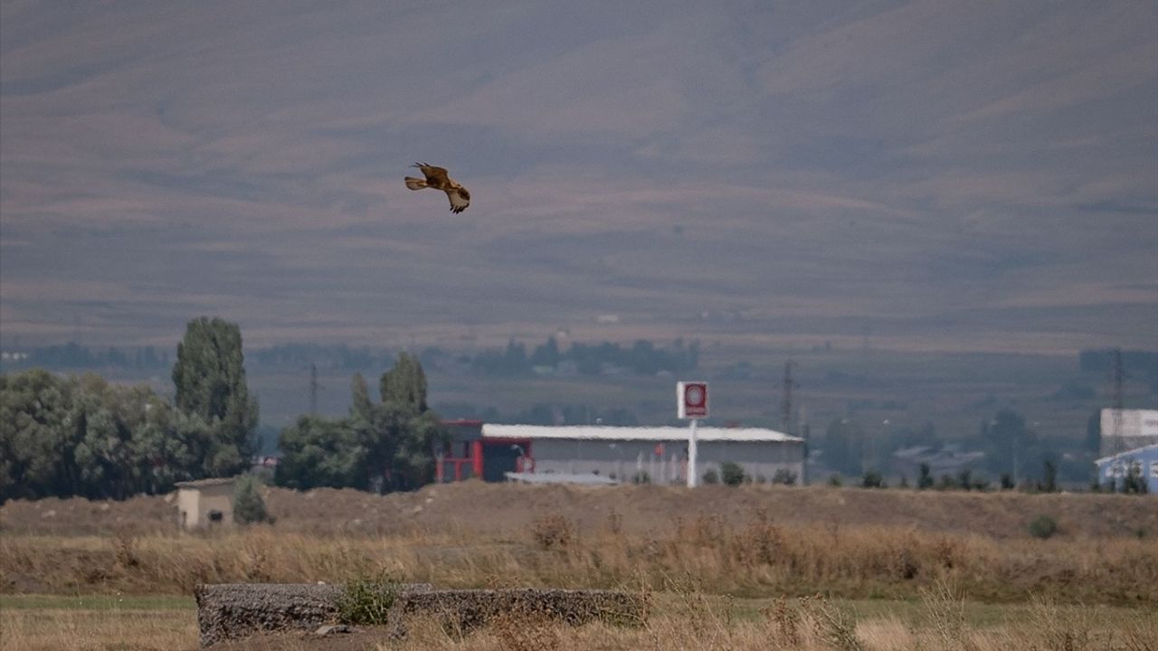 Erzurum Ovası'nda Kızıl Şahinler Havada Uçuyor