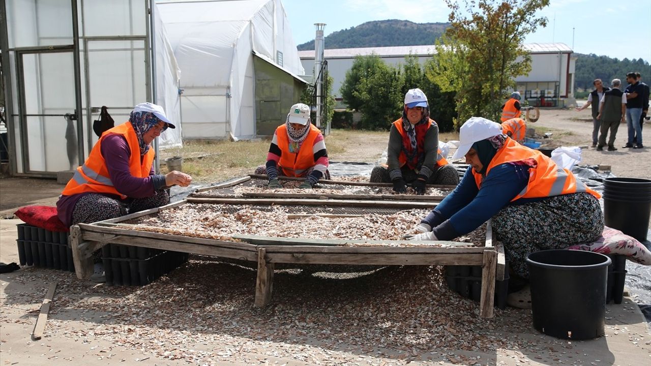 Geleceğin Ormanları İçin Tohum Depolama Projesi