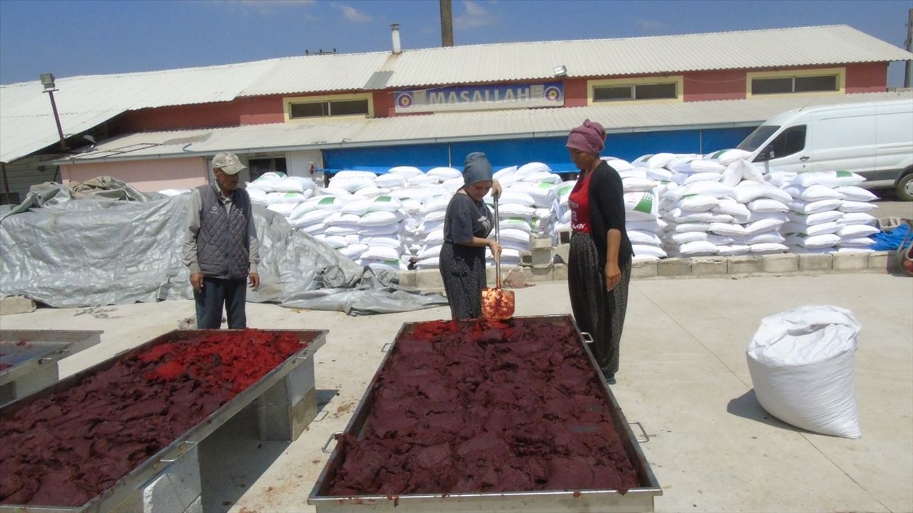 İslahiye Biberinin Salça Yolculuğu Gaziantep'te Başladı