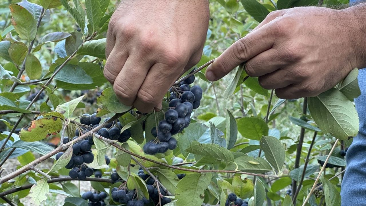 İstanbul'dan Tekirdağ'a Geçiş: Yalçın Pamukçu'nun Aronya Üretimi