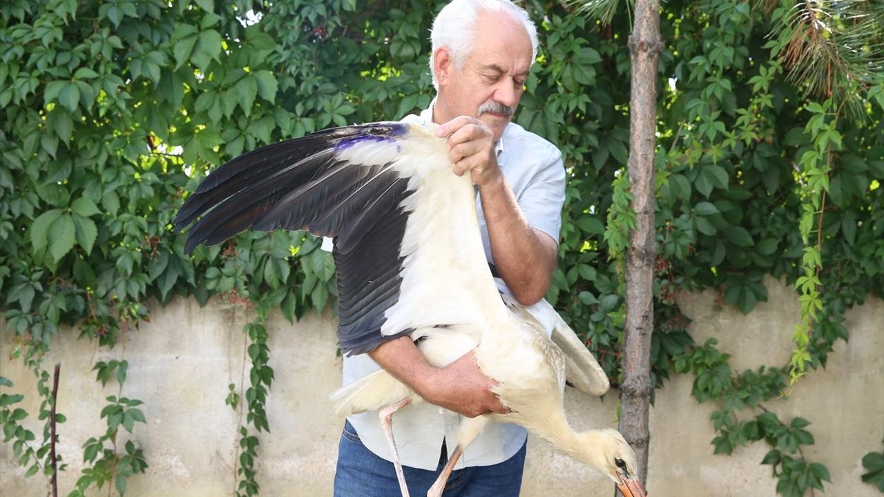 Kahramanmaraş'ta Yaralı Leylek Yavrusuna Yardım Eli