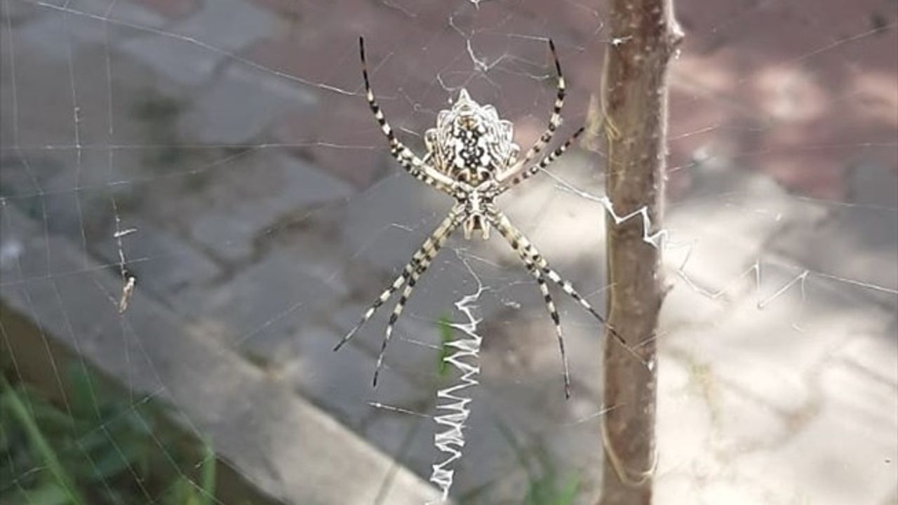 Karabük'te Zehirli Argiope Lobata Türü Örümcek Bulundu