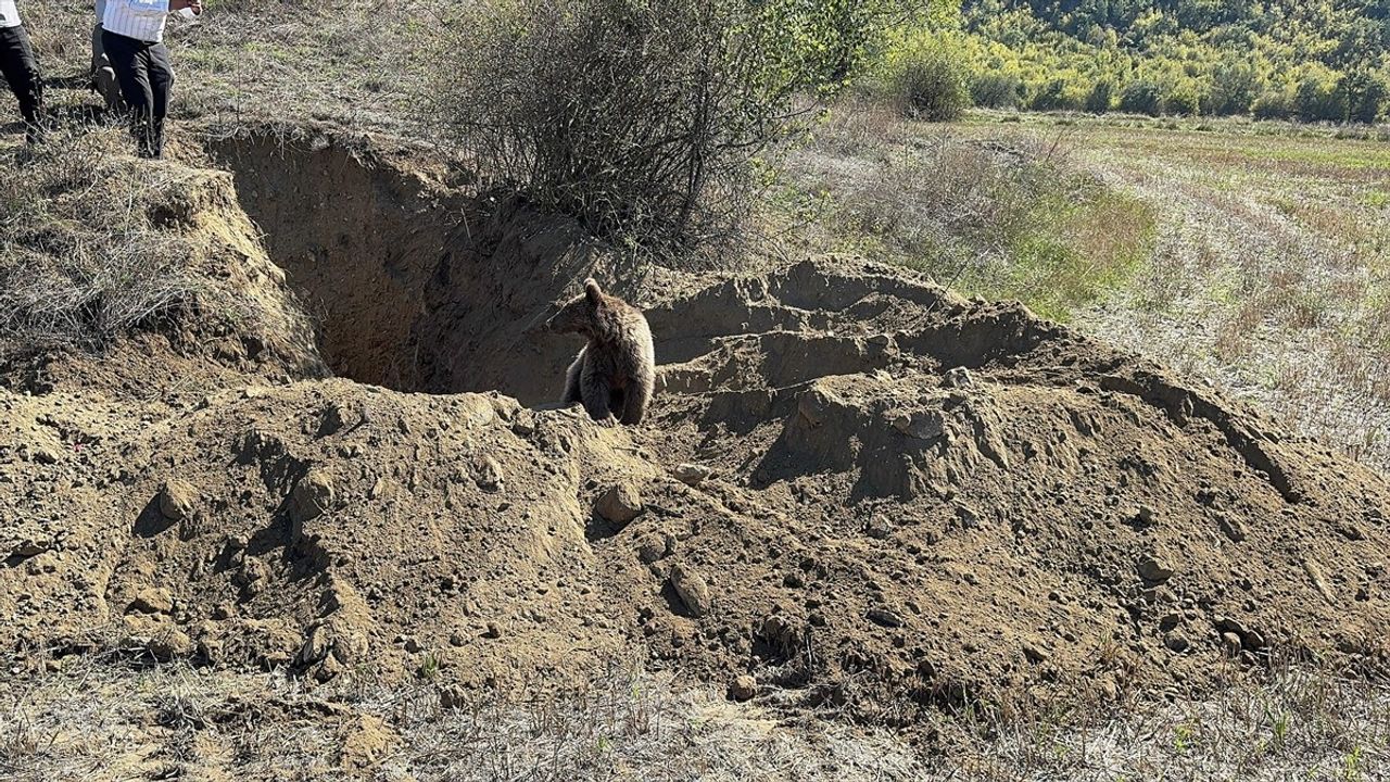 Kastamonu'da Çukura Düşen Ayının Kurtarılması