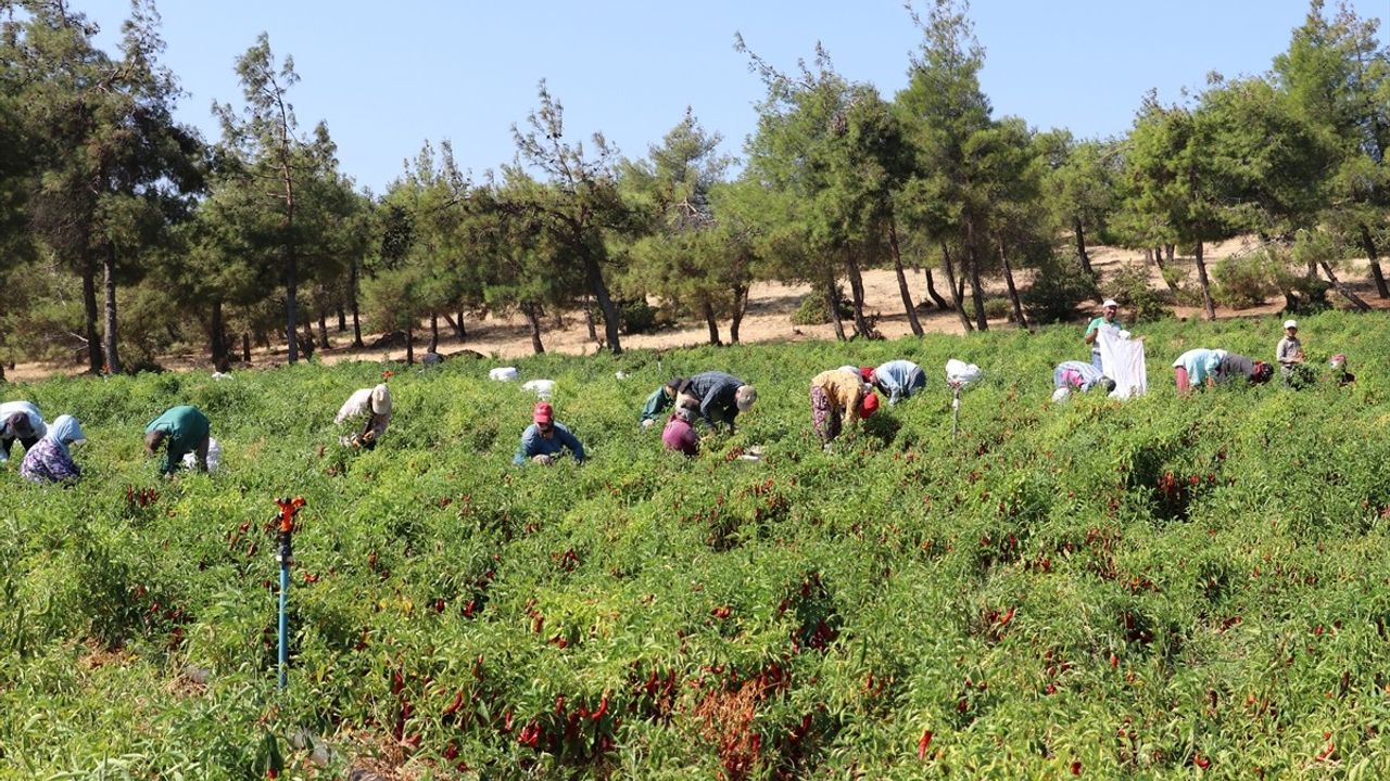 Kilis'te Kırmızı Biber Hasadı ve Kurutma Dönemi Başladı