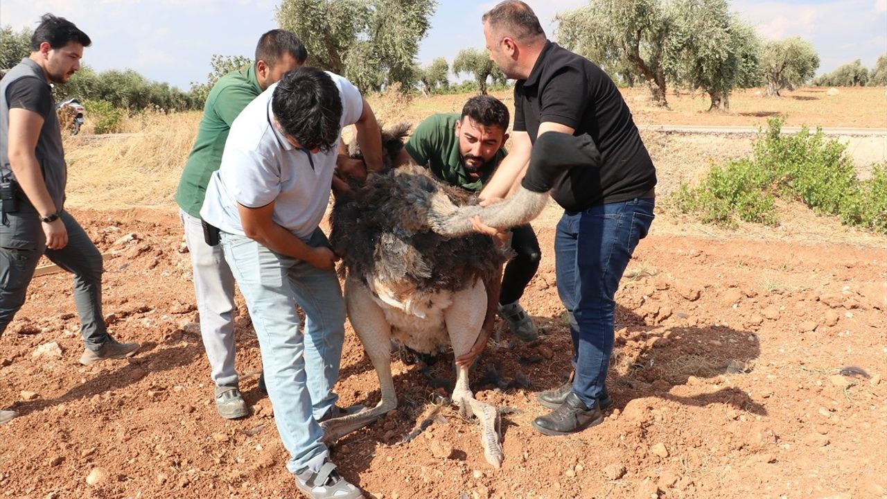 Kilis'te Sahipsiz Deve Kuşu Koruma Altına Alındı