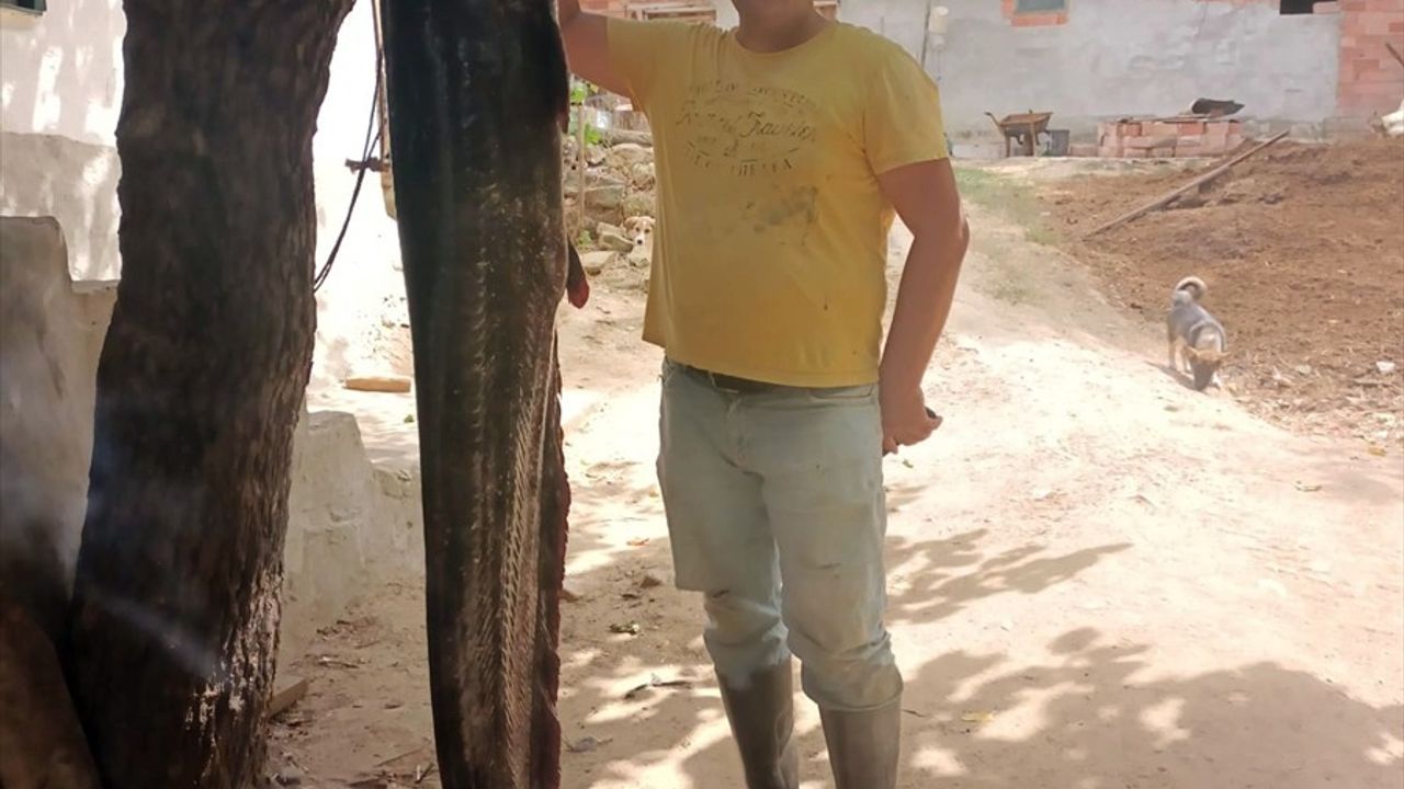 Meriç Nehri'nde Dev Yayın Balığı Avlandı