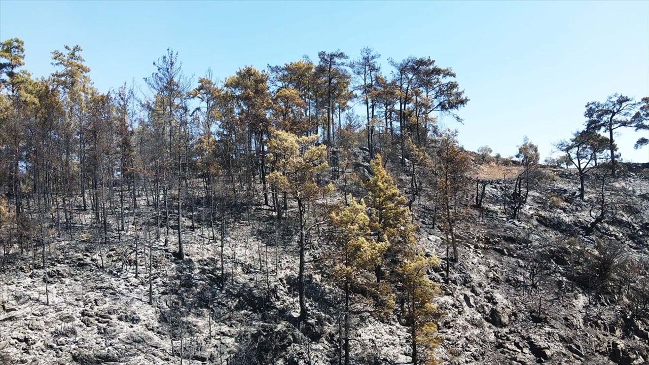 Muğla'daki Orman Yangınında Müdahale Devam Ediyor