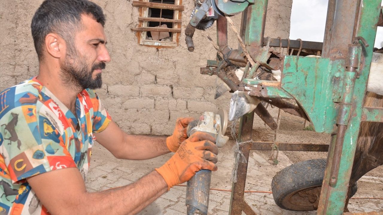 Nalbulans ile Sahipsiz Hayvanlara Ücretsiz Tırnak Bakımı