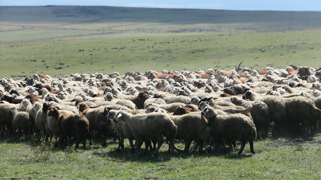 Renkli Koç Katım Geleneği Kars'ta Yaşatılıyor