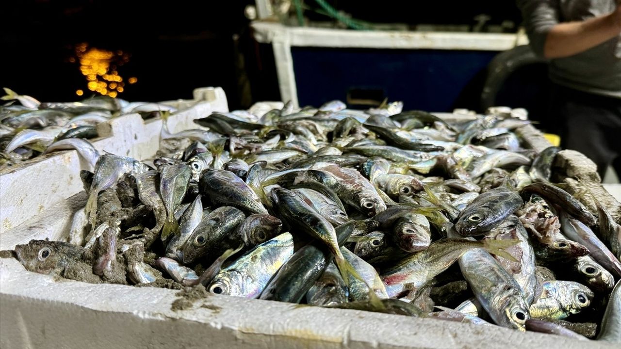 Sakarya'da Balıkçıların Şansı: 10 Ton İstavrit Avı