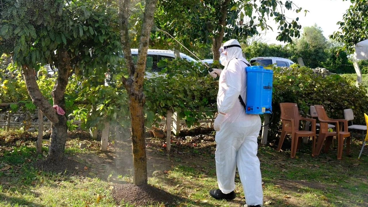 Samsun'da Çiftçilere Kahverengi Kokarca ile Mücadele Eğitimleri Verildi