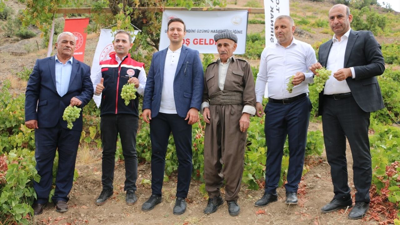 Şırnak'ta Behdini Üzümü Hasat Şenliği Coşkuyla Kutlandı