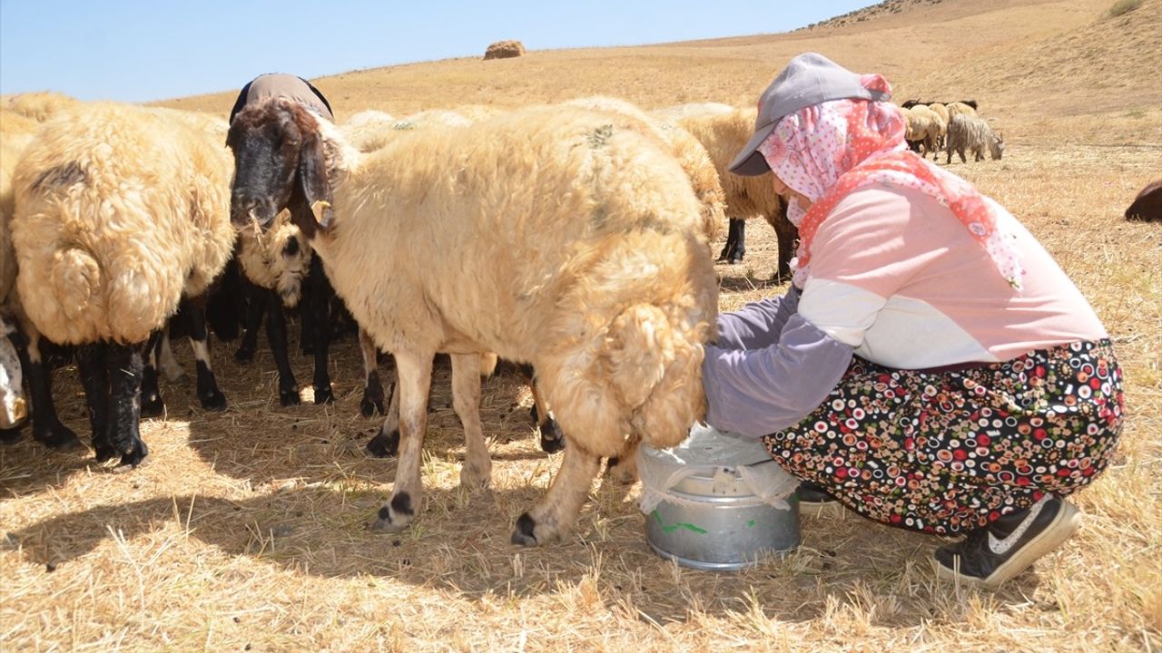 Yüksekova'da Kadınlar Aile Ekonomisine Katkı Sağlıyor